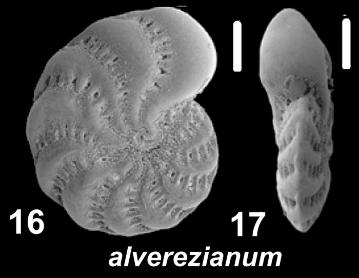 Elphidium alvarezianum (d’Orbigny 1839), unsequenced specimen, Australia