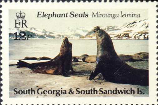 Mirounga leonina Mirounga leonina