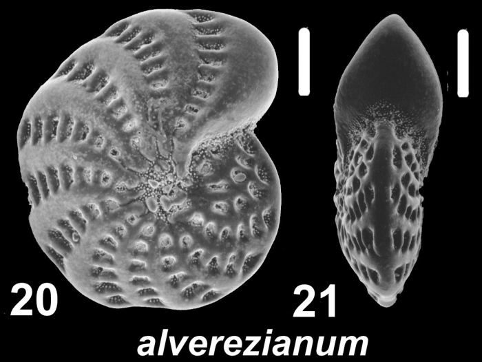Elphidium alvarezianum (d’Orbigny 1839), unsequenced specimen, New Zealand