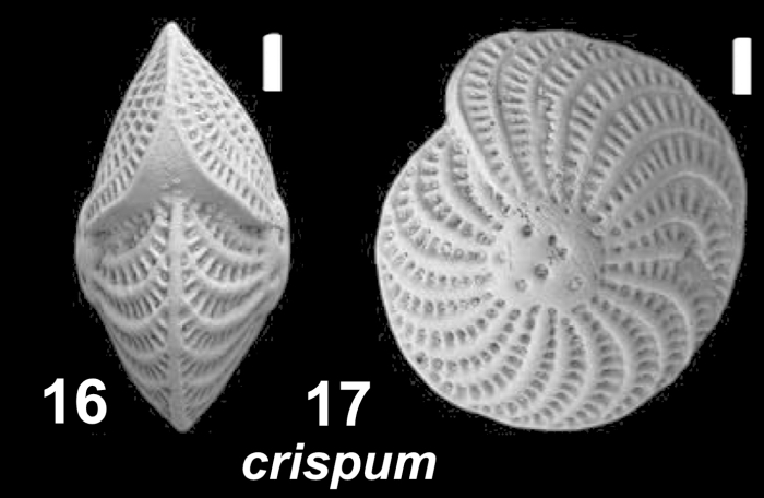 Elphidium crispum (Linne 1758), unsequenced specimen, Indonesia, Irian Jaya