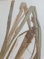 Close-up of the spikes of the holotype