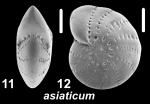 Elphidium asiaticum Polski 1959, unsequenced specimen, Singapore