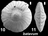 Elphidium batavum (Hofker 1968), unsequenced specimen, FP5590, Fiji, Suva