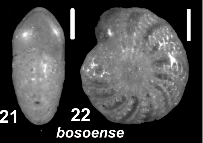 Elphidium bosoense Fujita 1956, unsequenced specimen, China, Bohai Sea