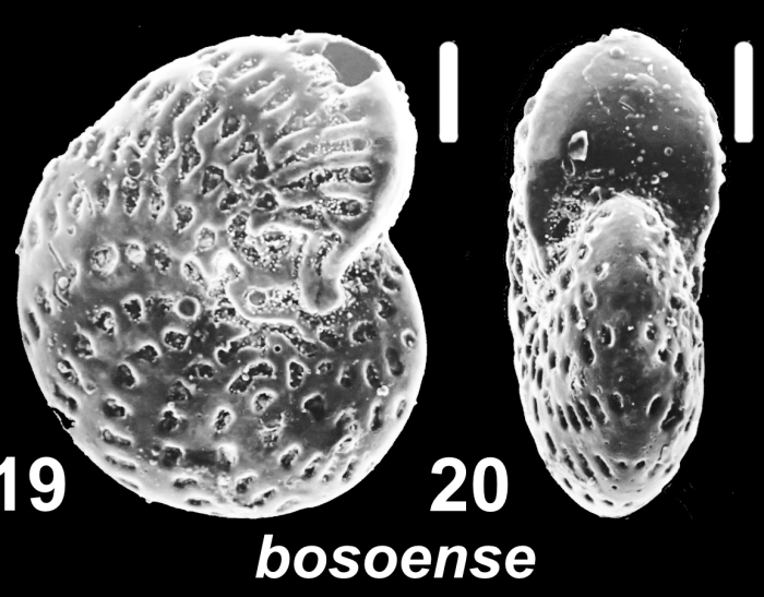 Elphidium bosoense Fujita 1956, unsequenced specimen, BWH 93–1, New Zealand