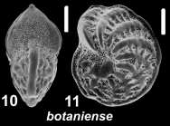 Elphidium botaniense Albani 1981, unsequenced specimen, Samoa