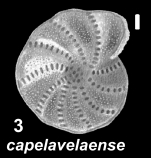 Elphidium capelavelaense McCulloch 1981, paratype