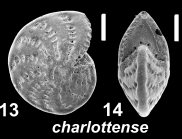 Elphidium charlottense (Vella 1957), unsequenced specimen, Japan