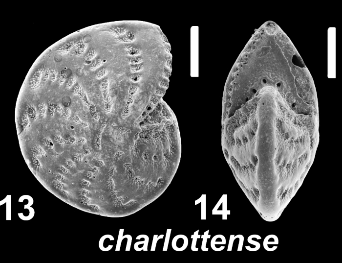Elphidium charlottense (Vella 1957), unsequenced specimen, Japan