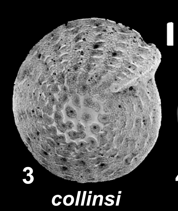 Elphidium collinsi Hayward in Hayward et al. 1997, unsequenced specimen