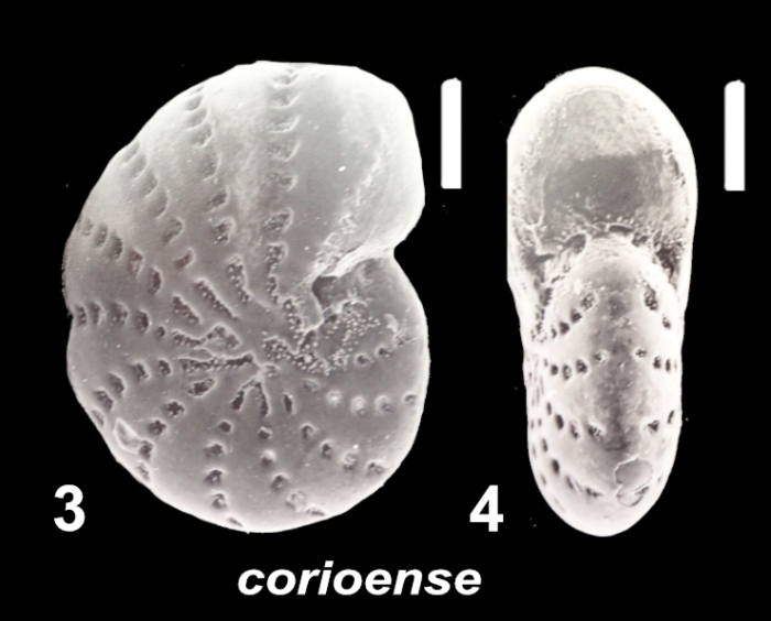 “Elphidium” corioense Collins 1974, unsequenced specimen, New Zealand