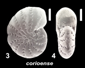 “Elphidium” corioense Collins 1974, unsequenced specimen, New Zealand