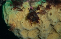 Halichondia akesa Holotype in situ