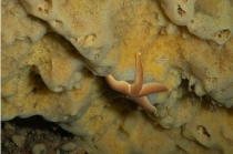 Halichondria akesa Holotype in situ
