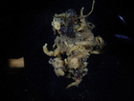 Halichondria hygeia Holotype before preservation