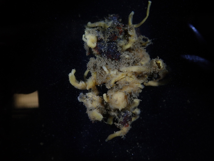 Holotype before preservation