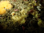Halichondria californiana Holotype in situ