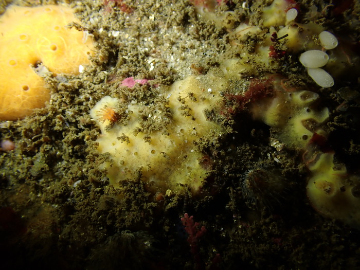 Halichondria californiana Holotype in situ