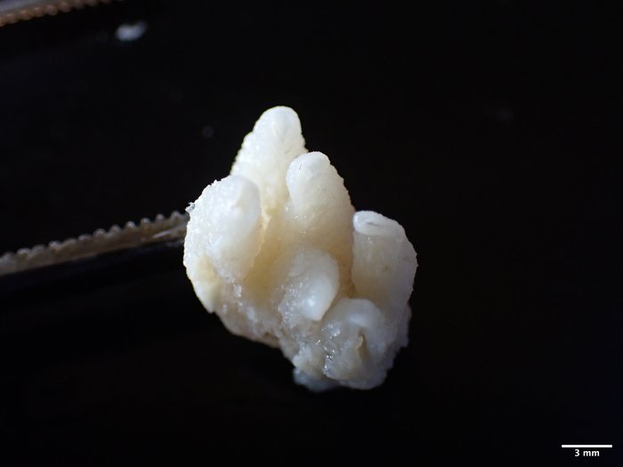 Holotype post-preservation