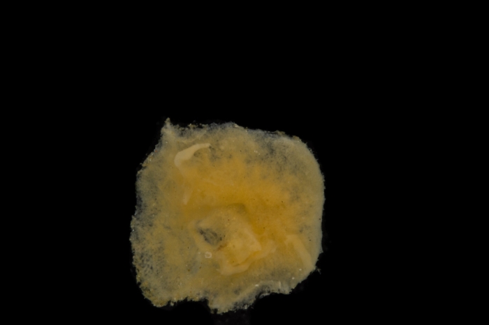 Holotype pre-preservation