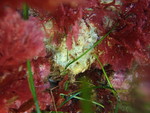Halichondria galea Holotype in situ
