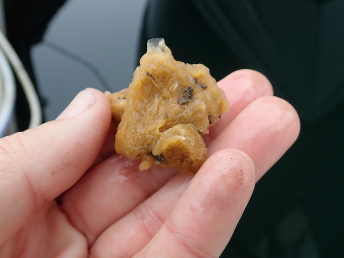 Holotype pre-preservation