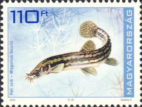 Misgurnus fossilis Misgurnus fossilis