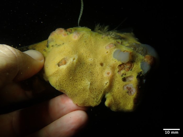 UCSB-IZC00069032 in situ