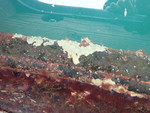 Halichondria zabra Holotype in situ