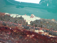 Halichondria zabra Holotype in situ