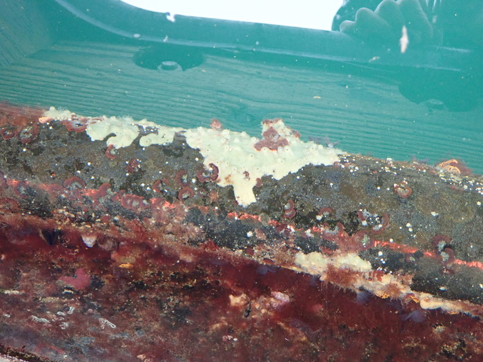 Halichondria zabra Holotype in situ