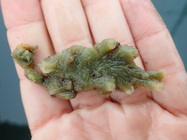 Halichondria zabra Holotype pre-preservation