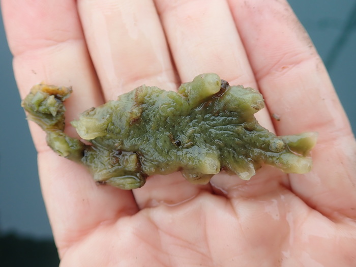 Holotype pre-preservation