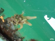 Halichondria pinaza Holotype in situ