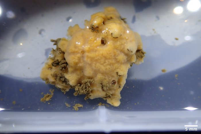 CASIZ 245226 pre-preservation