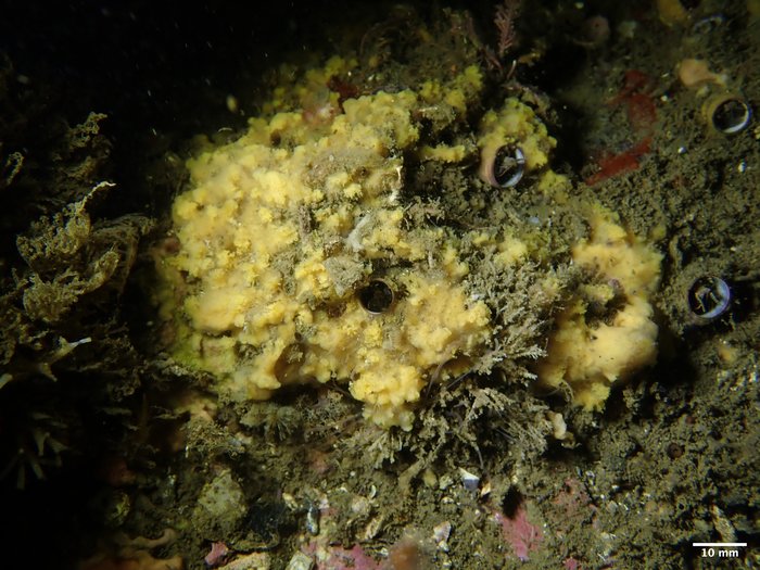 SBMNH 718656 in situ