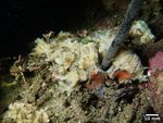 Hymeniacidon pierrei Holotype in situ
