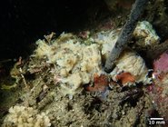 Hymeniacidon pierrei Holotype in situ