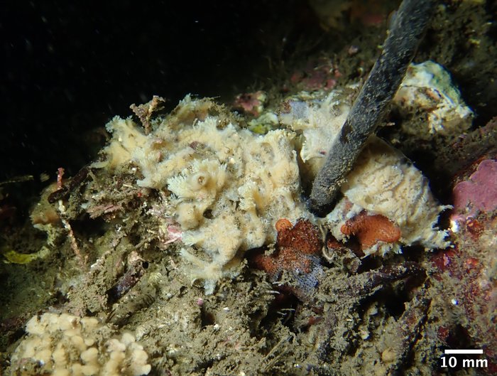 Hymeniacidon pierrei Holotype in situ