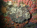 SBMNH 718664 in situ Topsentia fernaldi