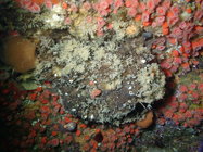 Topsentia fernaldi SBMNH 718664 in situ 