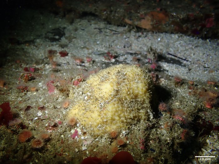Axinyssa piloerecta Holotype in situ