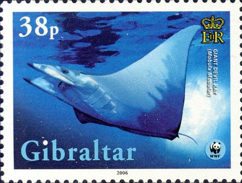 Mobula mobular Mobula mobular