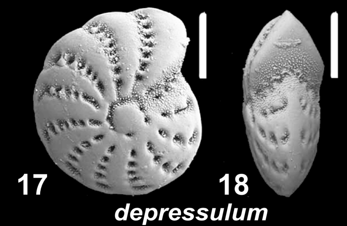Elphidium depressulum Cushman 1933, unsequenced specimen, French Polynesia