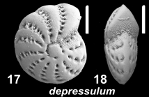 Elphidium depressulum Cushman 1933, unsequenced specimen, French Polynesia