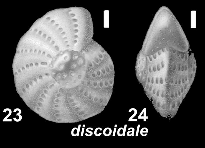 Elphidium discoidale (d’Orbigny 1839), unsequenced specimen,USA, Florida