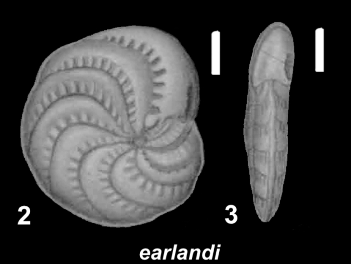 Elphidium earlandi Cushman 1936, holotype, USNM CC 23029, Spain 