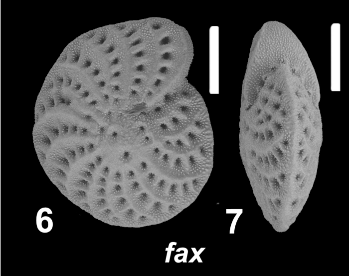 Elphidium fax Nicol 1944, S31, sequenced specimen, Japan