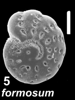 “Elphidium” formosum Todd 1957, S47, sequenced specimen, Malaysia
