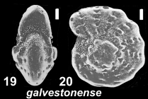 Elphidium galvestonense Kornfeld 1931, unsequenced specimens, Texas